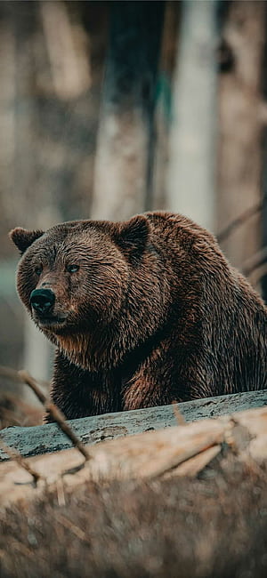 Bear  android,  , Nature background, Mobile phone wallpaper