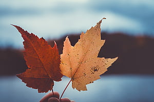macro wallpaper