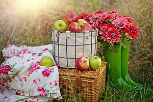 Picnic , Backgrounds wallpaper