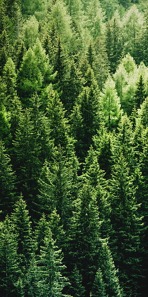 Pine Tree, Forest , iPhone phone wallpaper