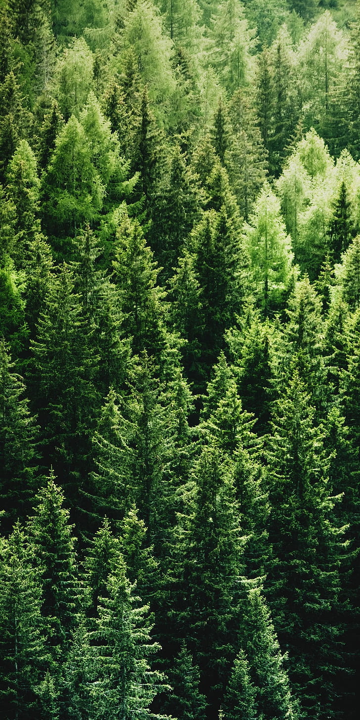 Pine Tree, Forest , iPhone phone wallpaper