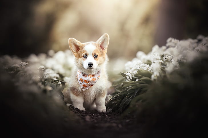 Welsh Corgi, wallpaper
