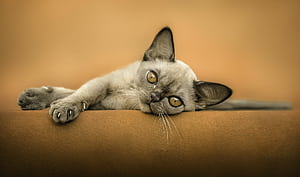 Si Rex, Devon Rex wallpaper
