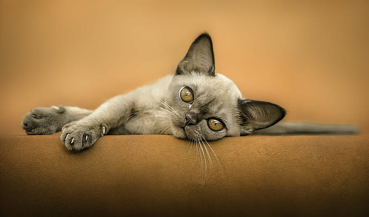 Si Rex, Devon Rex wallpaper