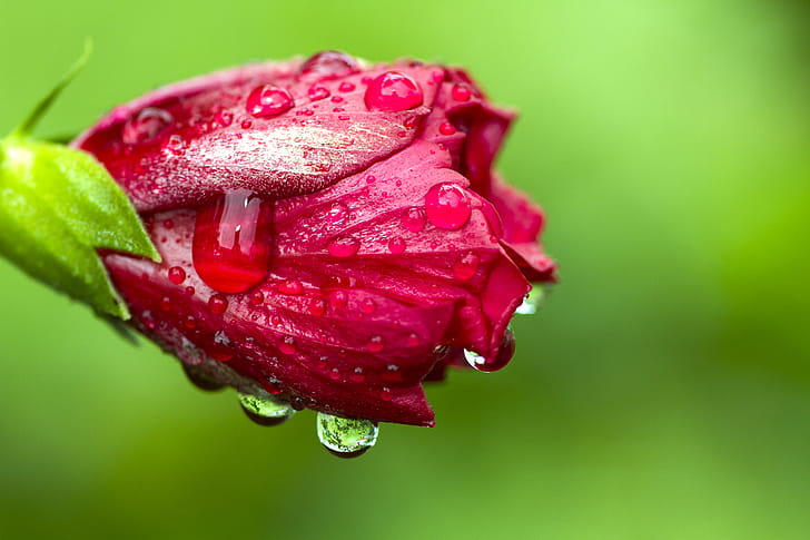 Raindrops, Hibiscus wallpaper