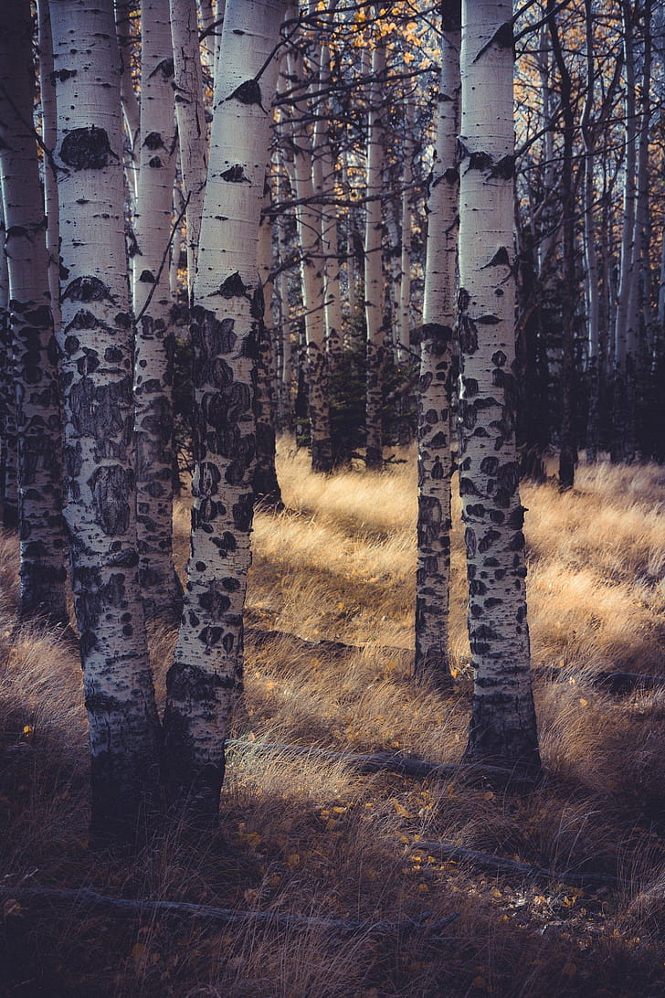 Trunks, Aspen Tree phone wallpaper