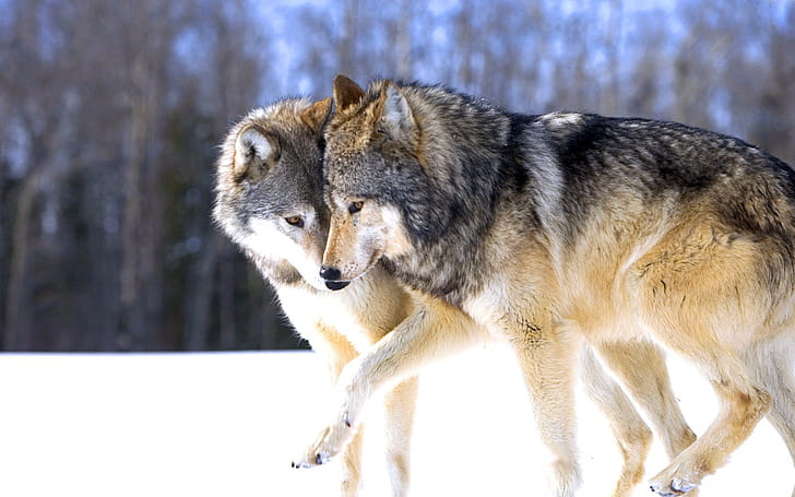 Gray Wolf, Running wolf,  , Backgrounds wallpaper
