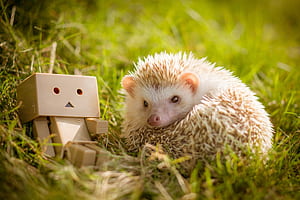 Hedgehog , Background wallpaper