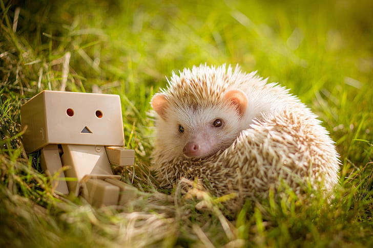 Hedgehog , Background wallpaper