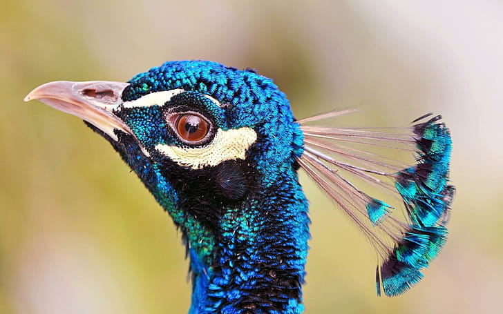 Profile, Peacocks wallpaper
