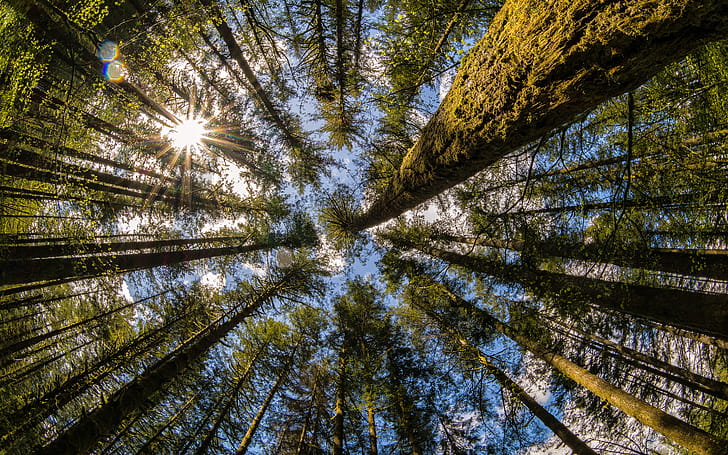 Trees,  , Tree wallpaper