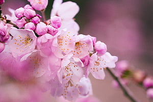 flower wallpaper