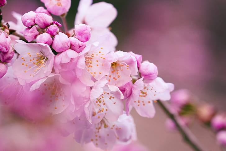 flower wallpaper