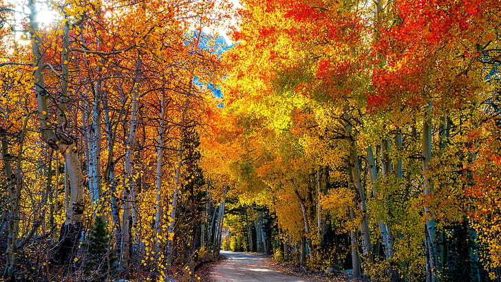 Tree,  , Fall wallpaper