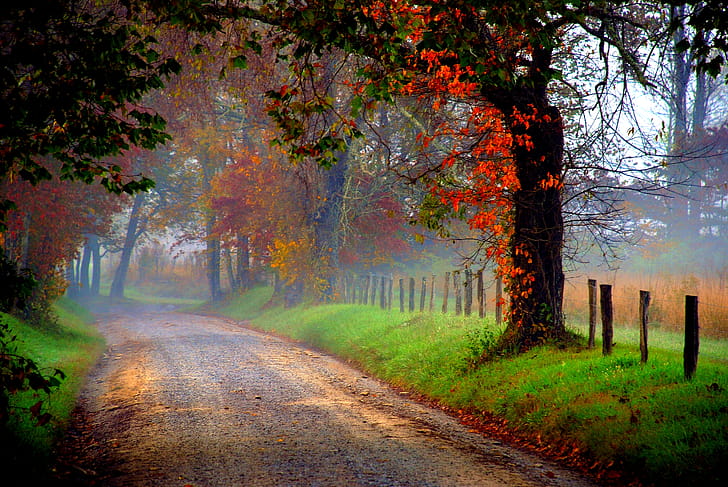 Path wallpaper