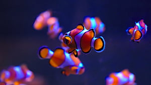 Clownfish, Fish wallpaper