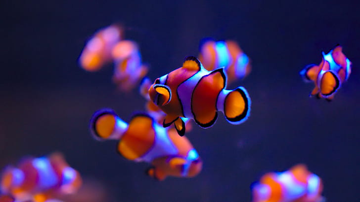 Clownfish, Fish wallpaper