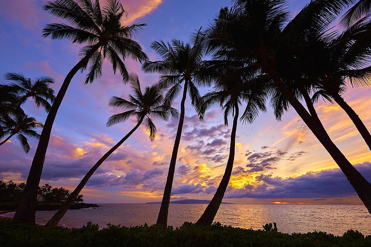 Palms, Scenery wallpaper