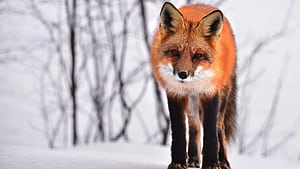 Fox, Ultra ,  background, Widescreen wallpaper