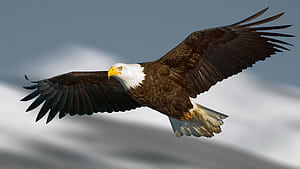 Bald Eagle, Powerful flyer, Soaring high, Eagle wallpaper