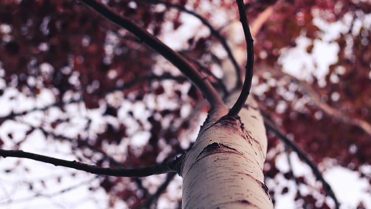 Birch Tree, Forest, Birch, wallpaper