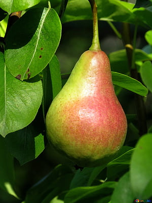 Tree, Pear phone wallpaper