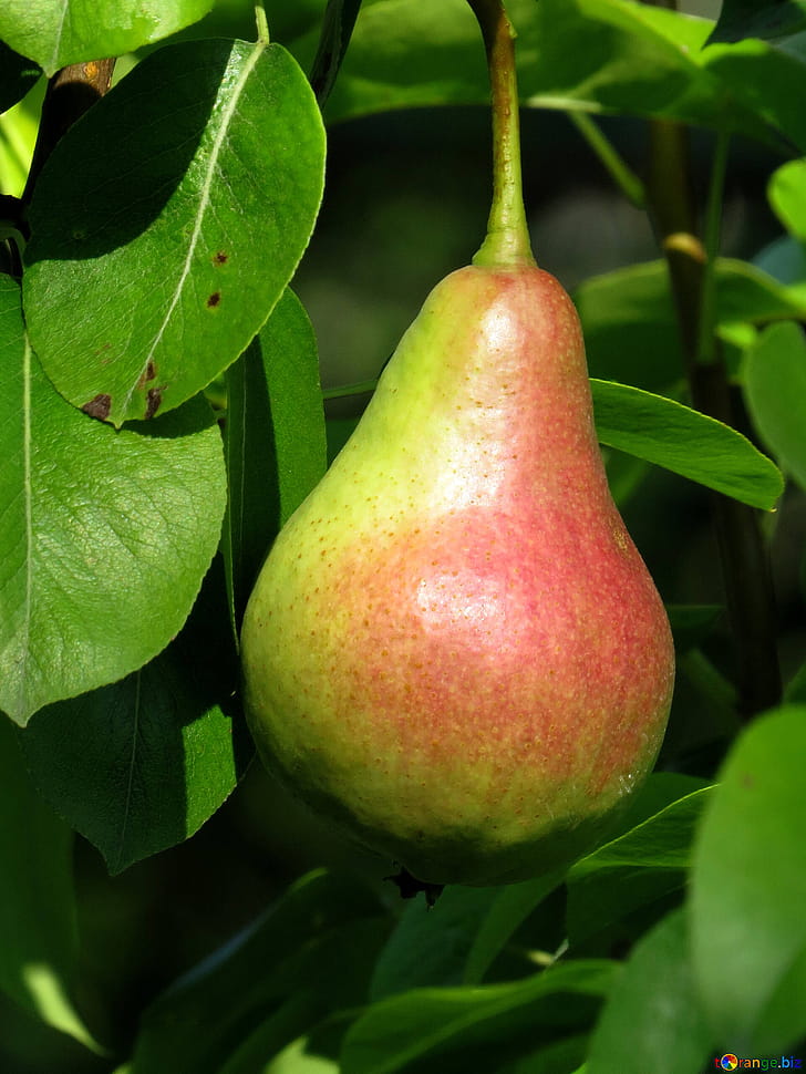 Tree, Pear phone wallpaper