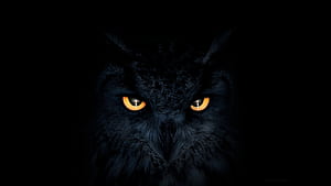 Owl Dark Glowing Eyes, owl, artist, artwork, digital-art, eyes, eyes, deviantart wallpaper