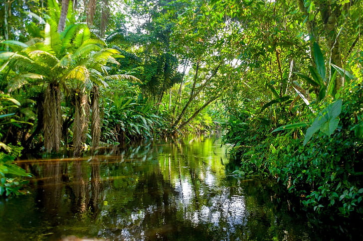 Rainforest disappearance, Reader's Digest wallpaper