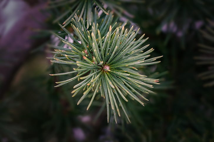 Twig, Cedar Trees wallpaper