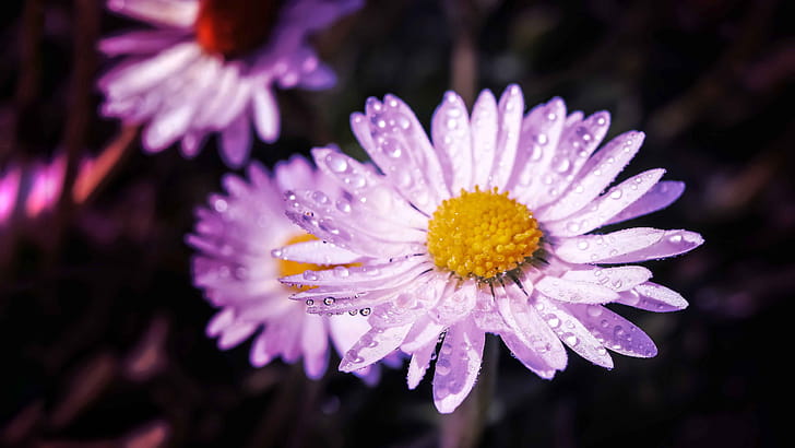 flower, macro wallpaper