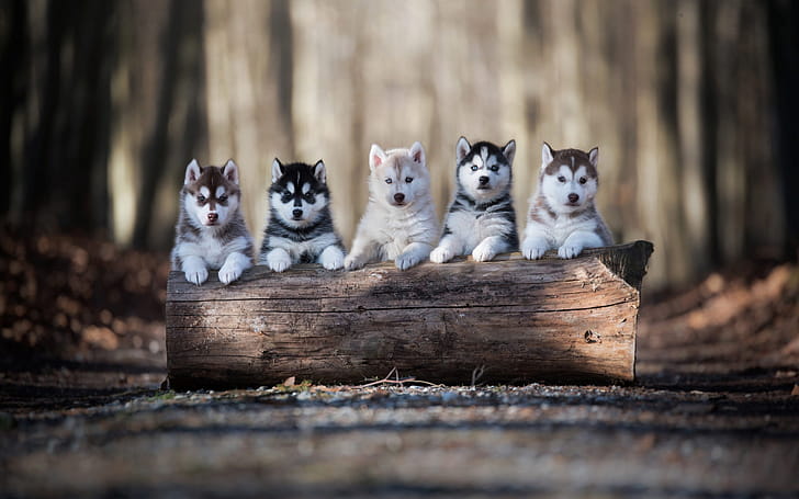 Husky, Pets wallpaper