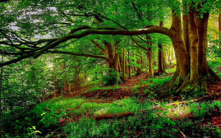 eyecandy, Xfce wallpaper