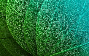Leaf macro, wallpaper