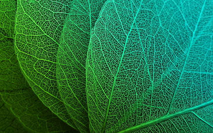 Leaf macro, wallpaper
