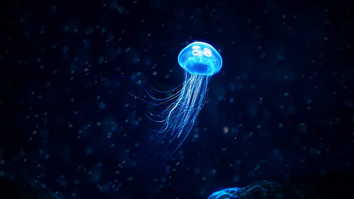 Glowing, Jellyfish wallpaper