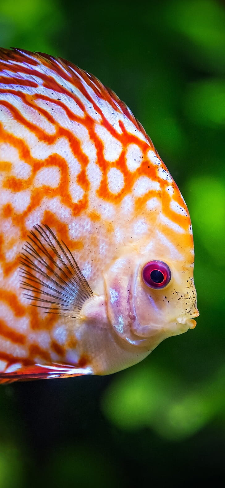 Discus, Fish phone wallpaper