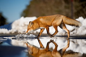 Fox, fox, animals, reflection wallpaper