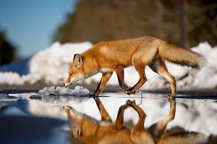 Fox, fox, animals, reflection wallpaper