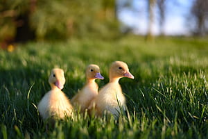 Python programming, Duck typing, Investigating functions, Scope analysis wallpaper