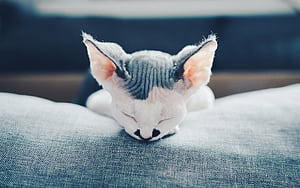 Sleeping, Devon Rex wallpaper
