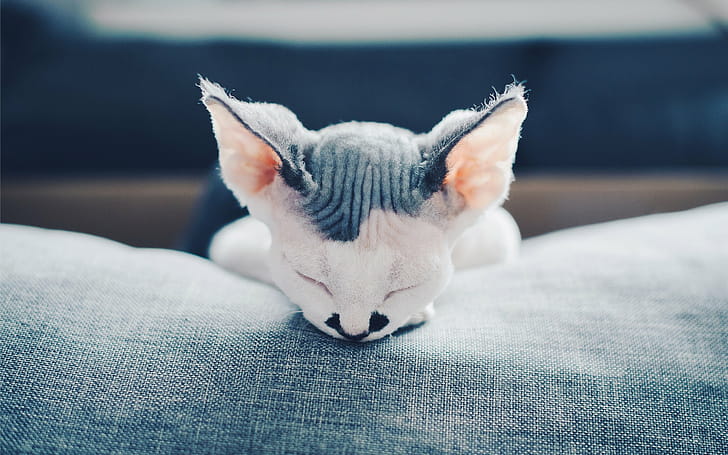 Sleeping, Devon Rex wallpaper