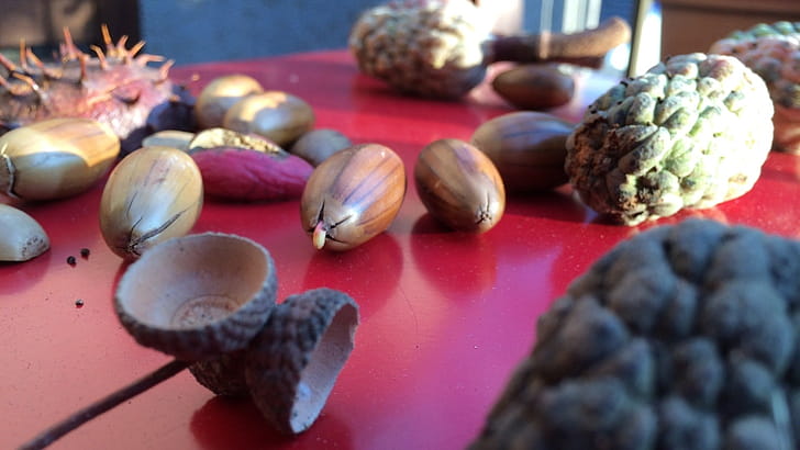 Acorn , Background wallpaper