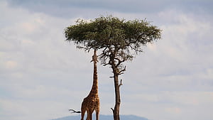 Giraffe at full stretch, wallpaper