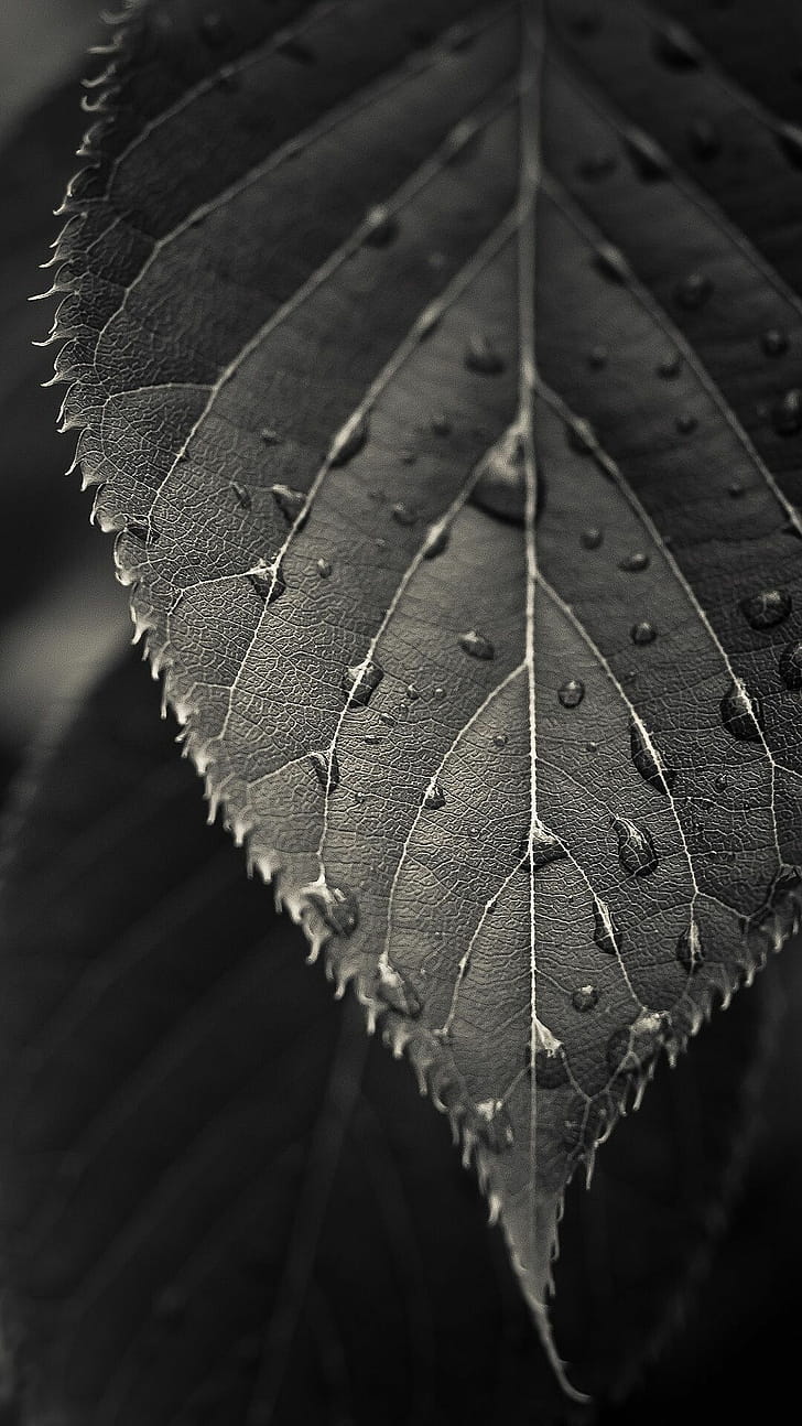 One leaf , Simple elegance phone wallpaper