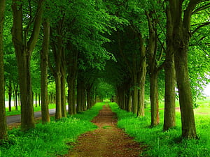 Greenery,  , Path wallpaper
