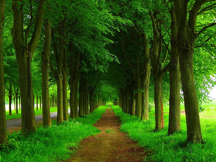 Greenery,  , Path wallpaper