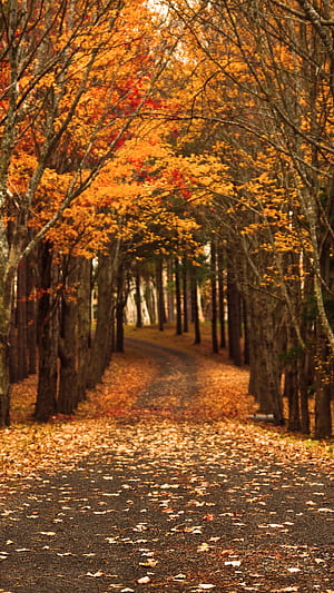 nature, fall phone wallpaper
