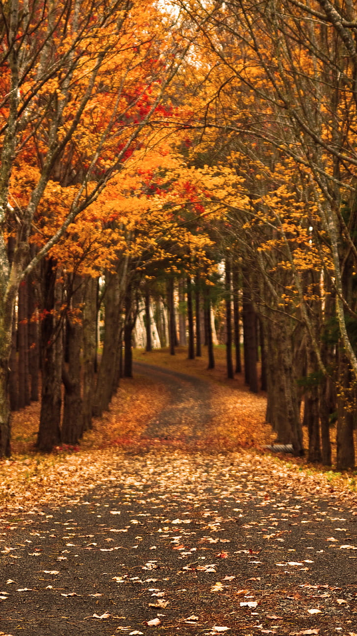 nature, fall phone wallpaper