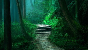 Greenery,  , Path, Forest wallpaper